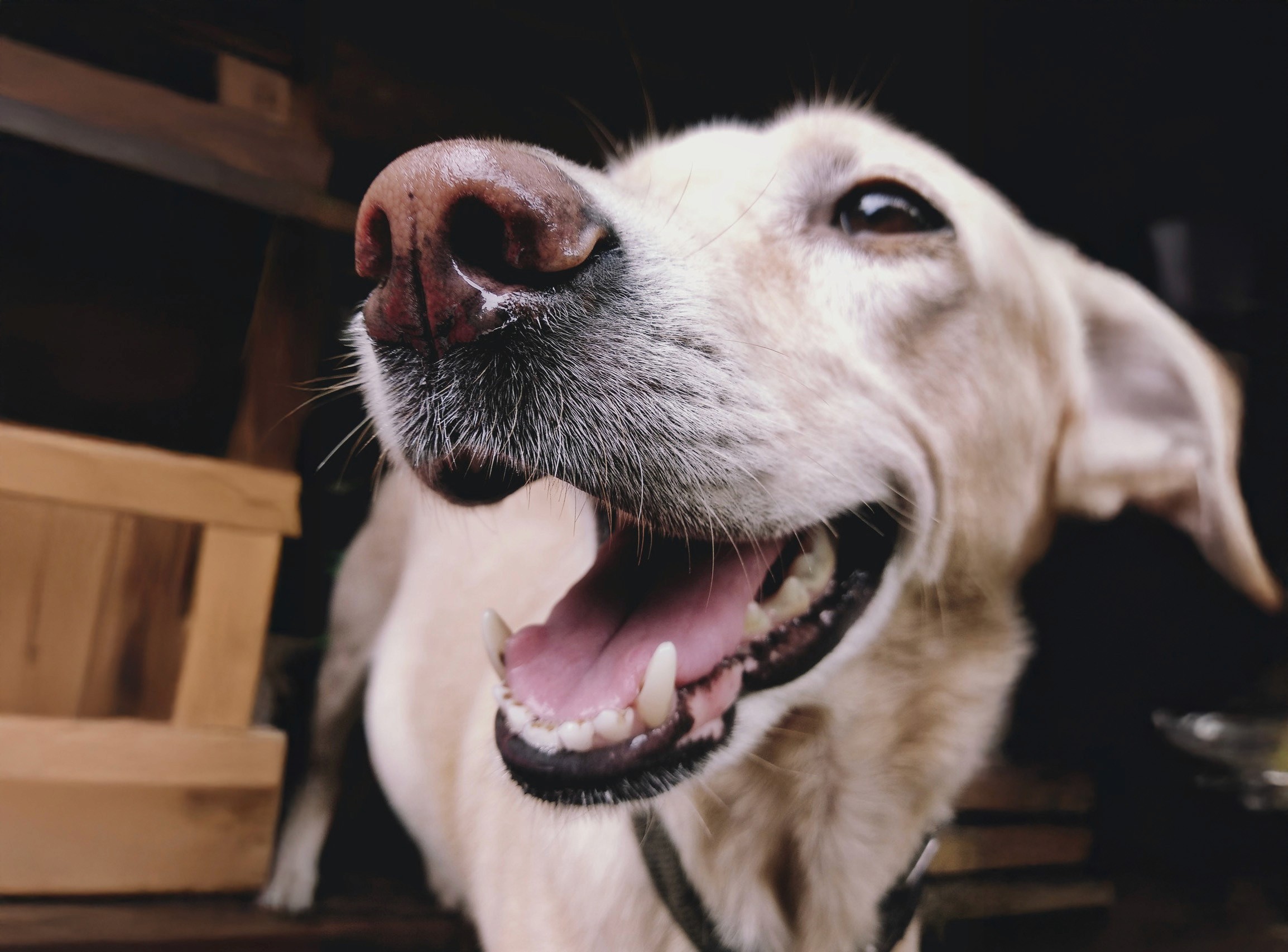 Puppy & Kitten Exams Angus Ontario