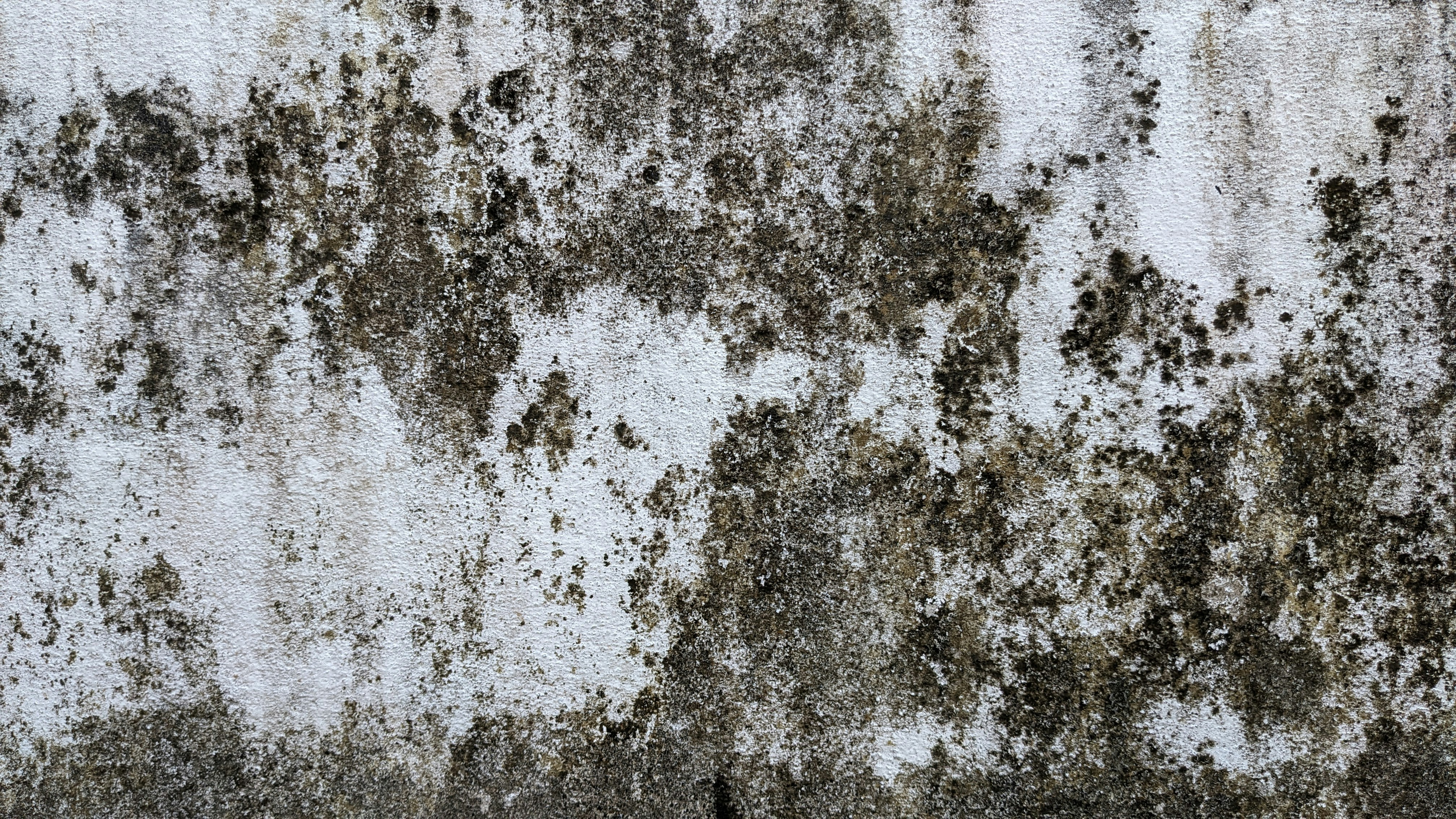 Stay Safe, Redmond! Common Mold Types You Should Know!