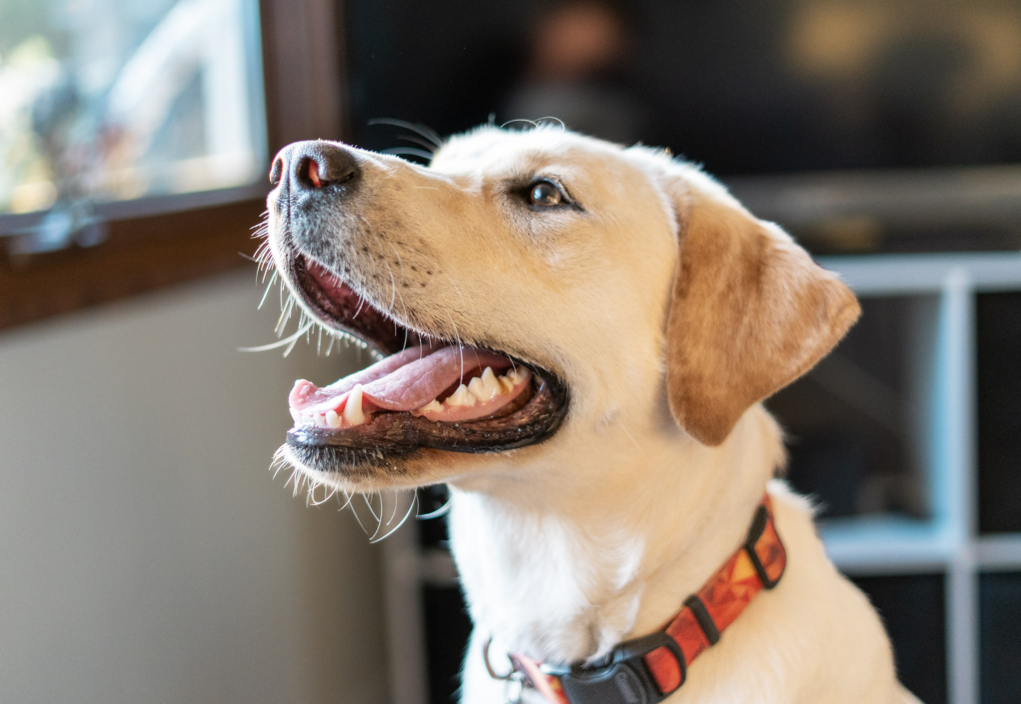 drop in visit pet sitting dog