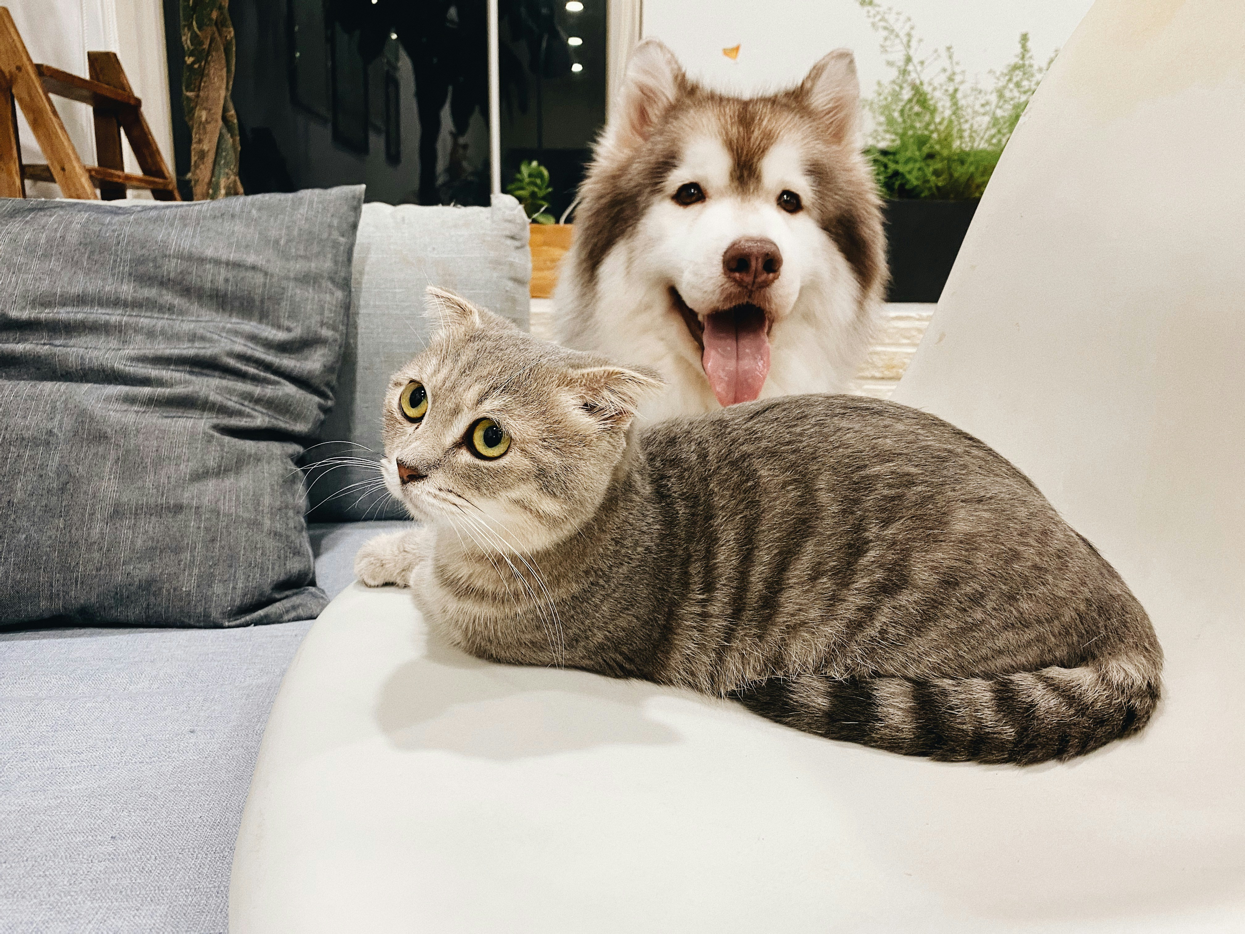 cat and dog laying on a clean couch