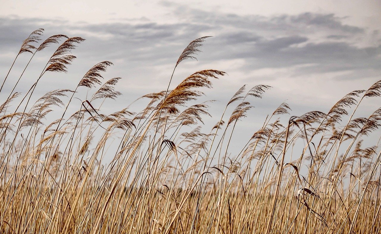 grass moving in wind