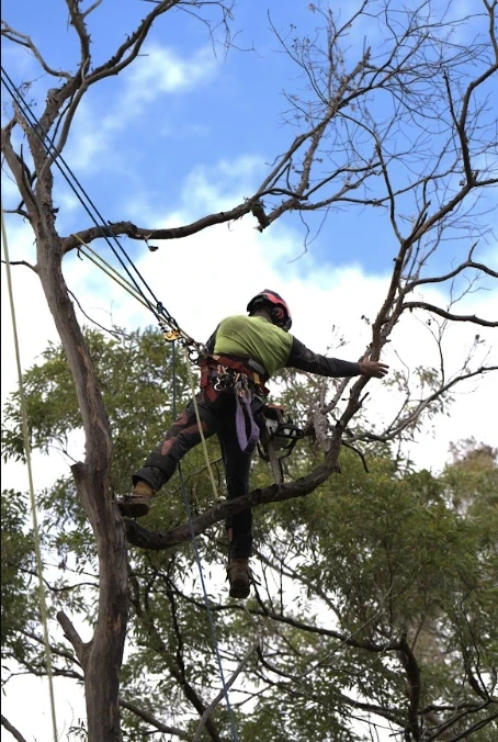 Arborist removing dead branches from a tree using ropes