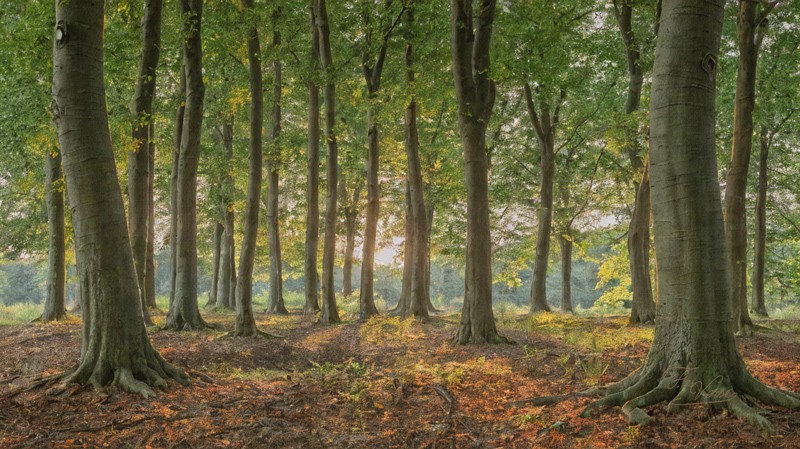 Sacred artwork by Faith and Verse. © Faith and Verse, 2026. All rights reserved. Sunlit beech forest representing the enduring cult of Saint Alena of Brussels at Forest and Dilbeek.