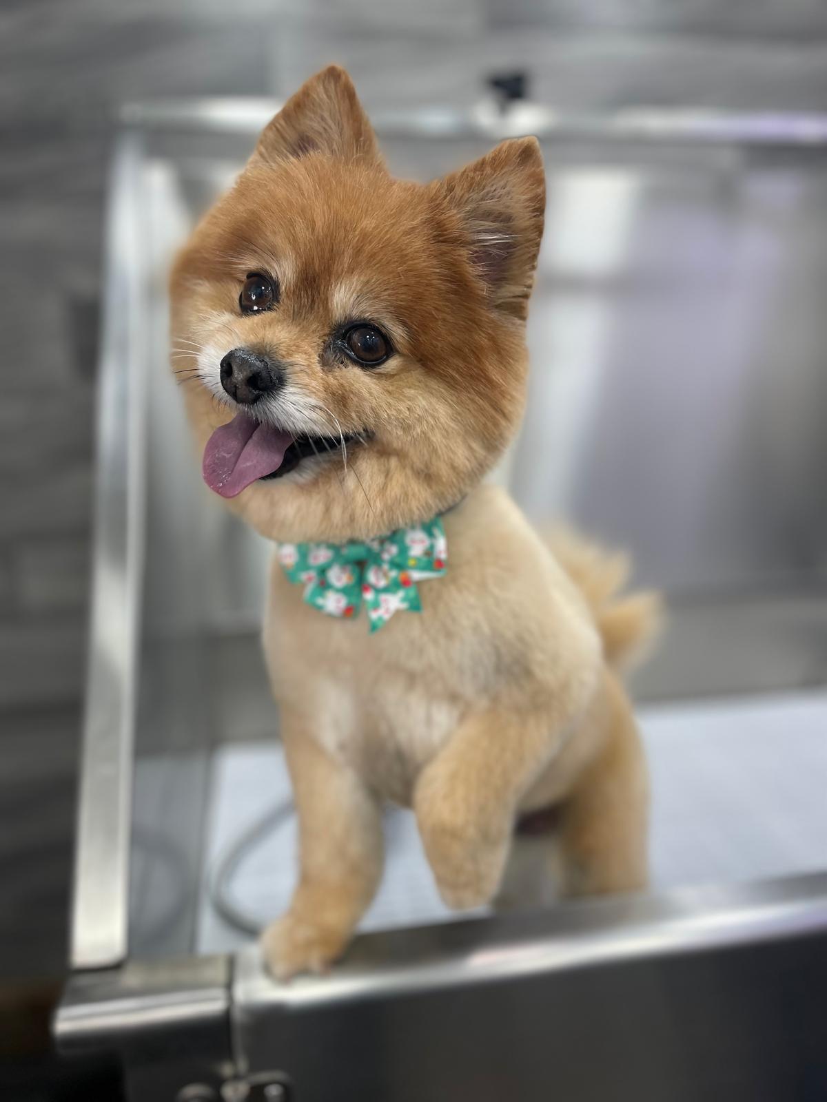 Dog during bath