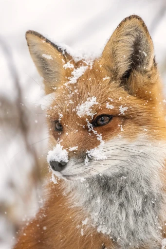 Fox, first snow on the coat