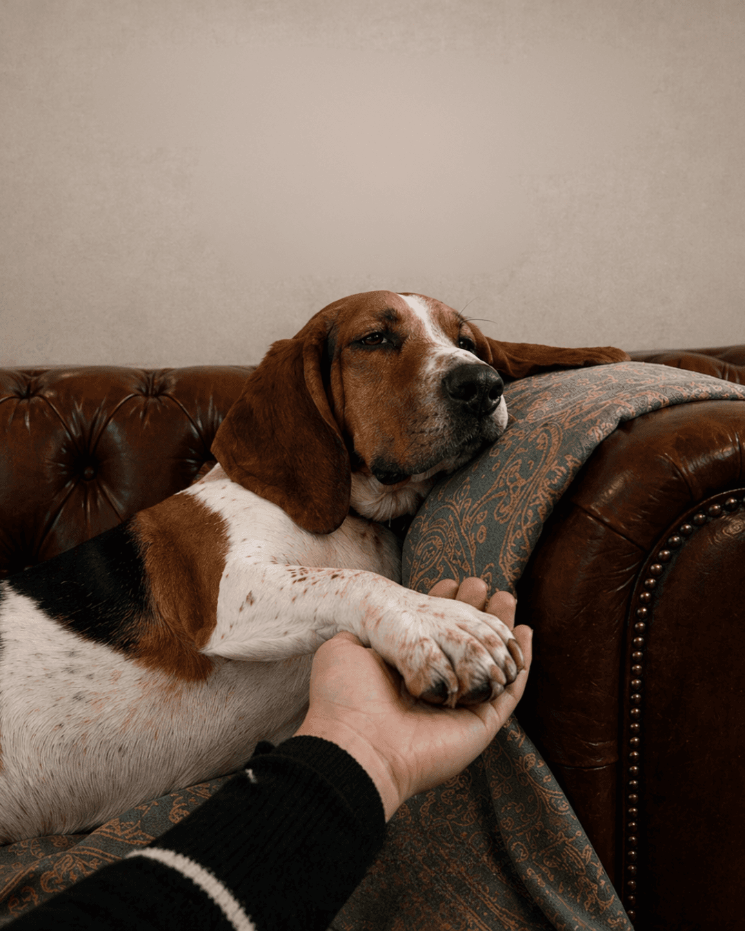 dog sitting