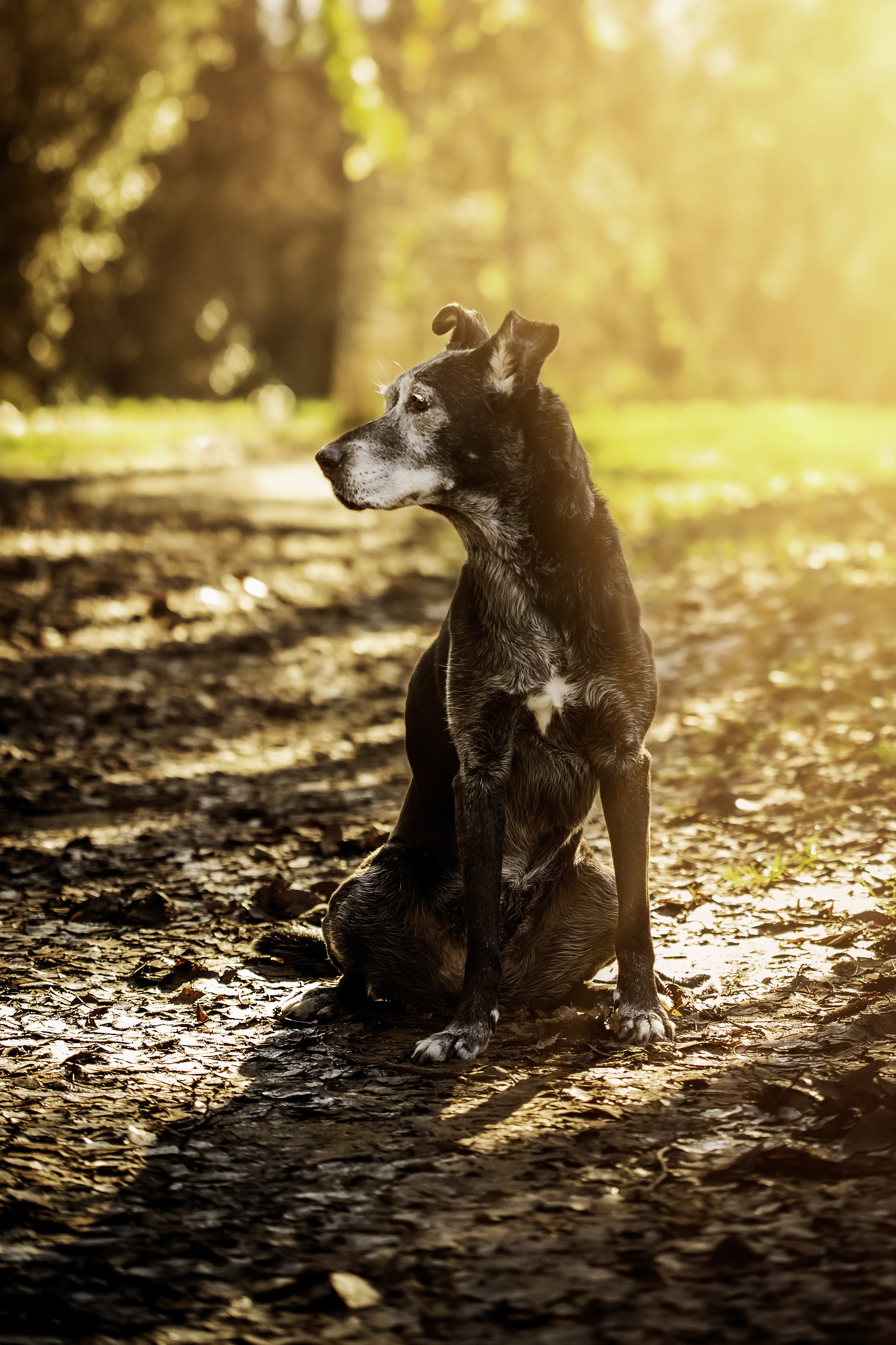 Perro sentado