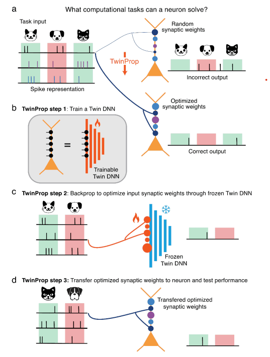 The TwinProp algorithm for probing the range of tasks a single neuron can implement. A computational task is encoded into a biologically plausible spiking representation; with random synaptic weights the neuron fails, but TwinProp finds optimized weights (via a frozen differentiable digital twin) that let the neuron solve it