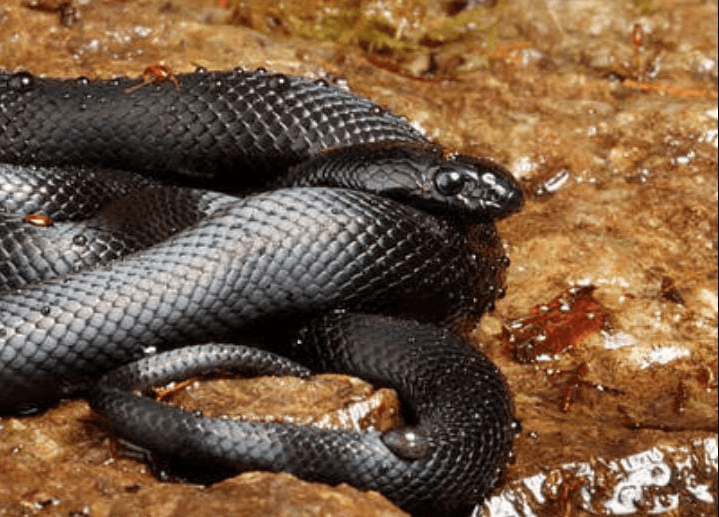 tilt-shift lens photography of a gray snake on ground