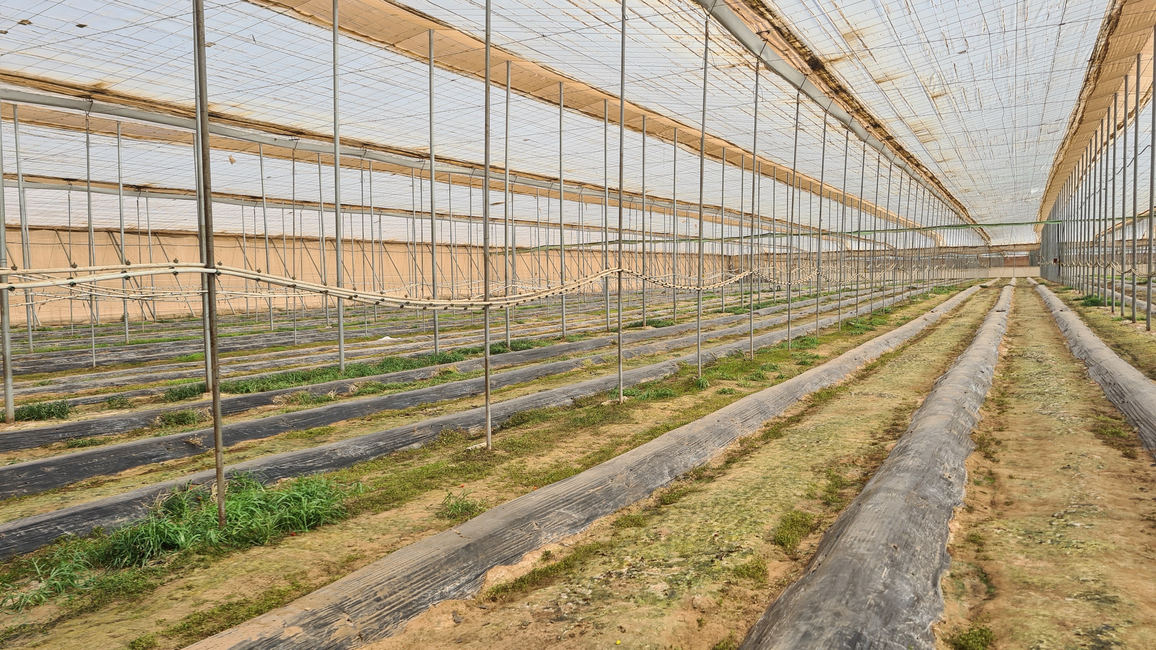 Nexus Flow greenhouse hygiene solutions