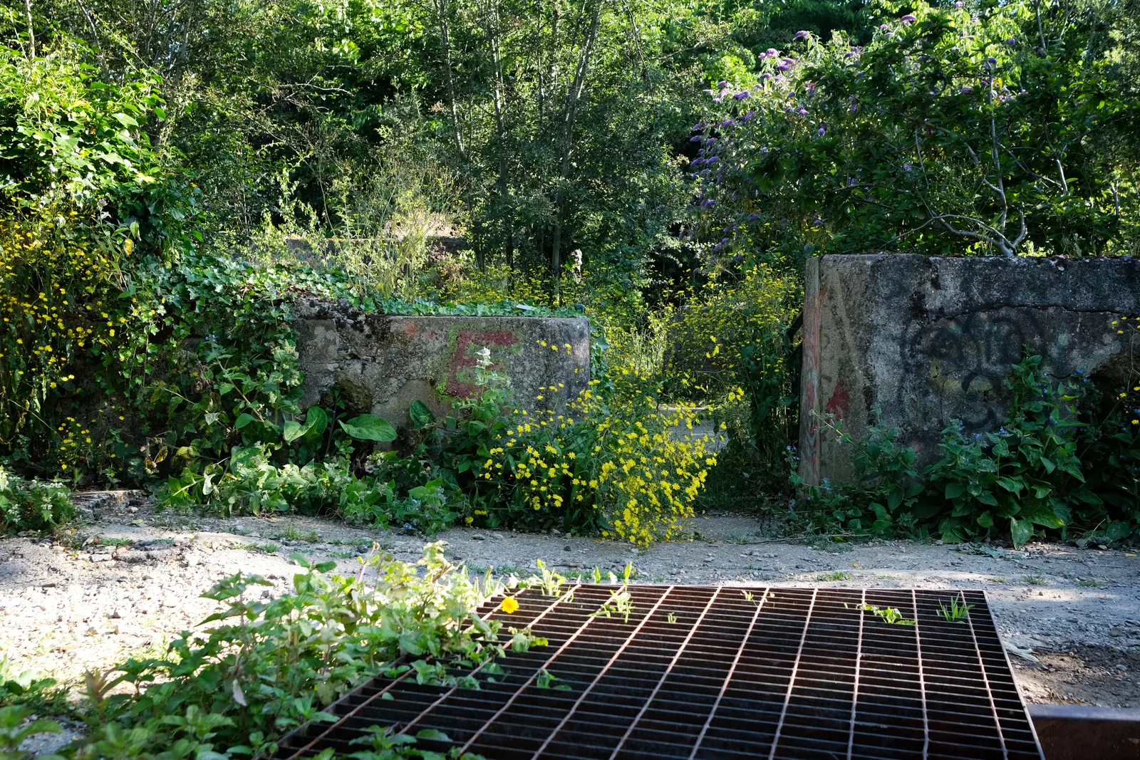 A weathered path surrounded by green grass and wildflowers, leading into a shaded area.