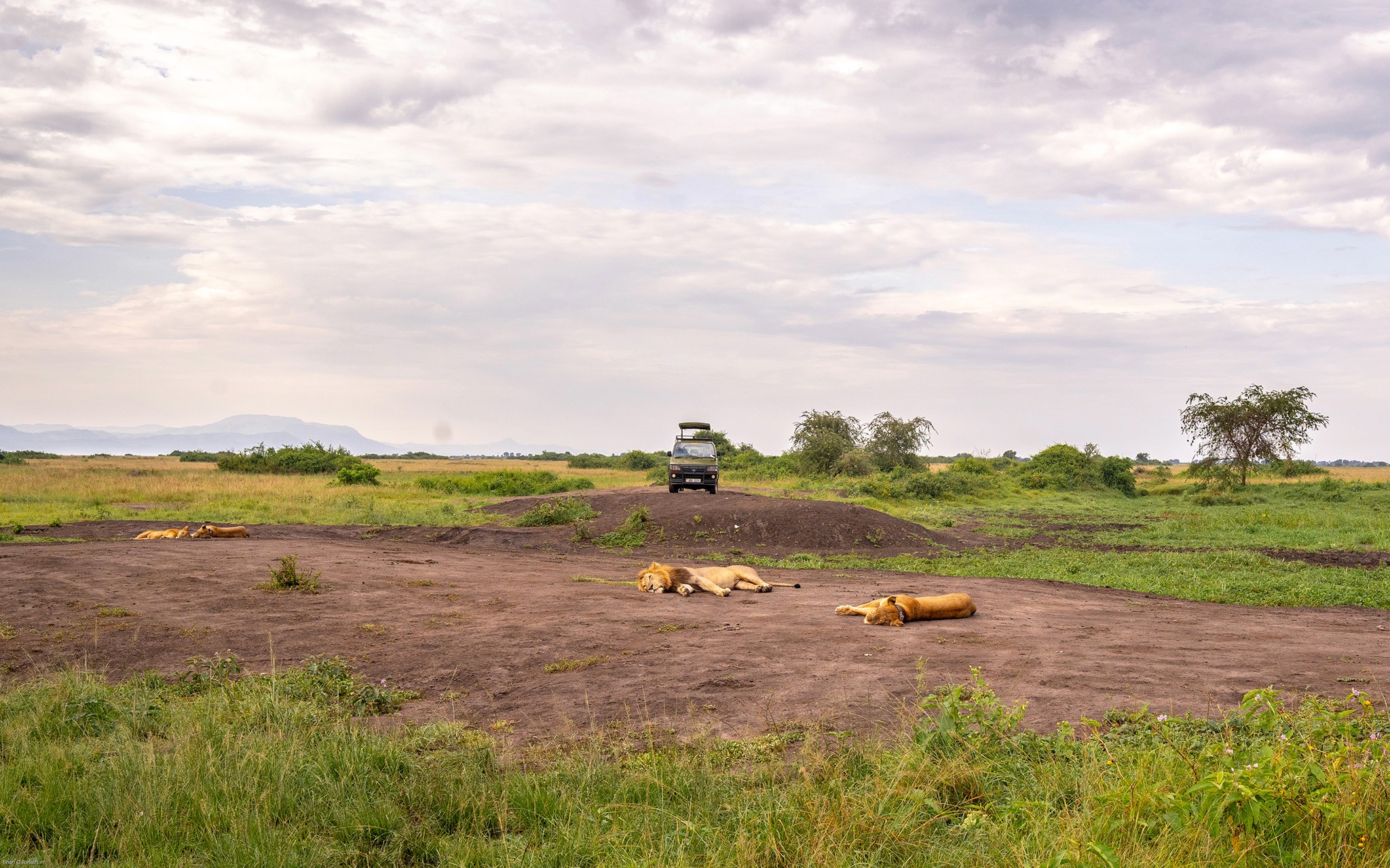 Tourists watching a resting lion pride in the Kasenyi Plains