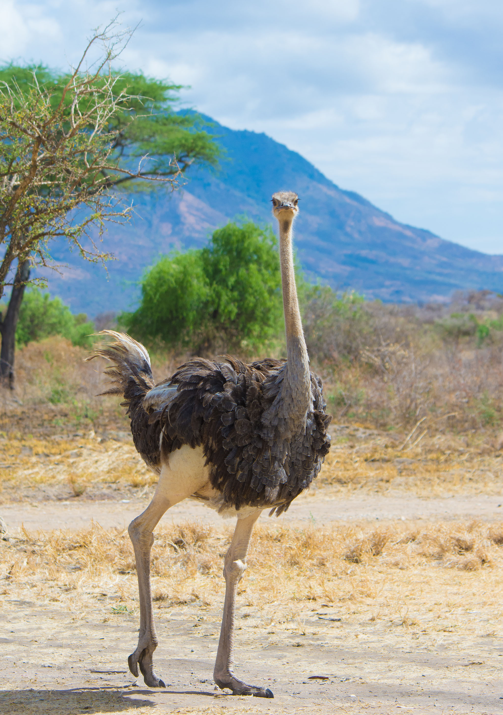 An ostritch on a walk in the Kidepo Valley