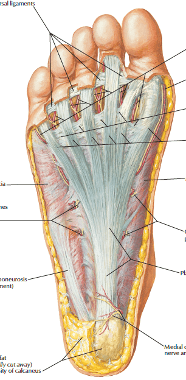 Physical Therapy Team Names - plantar fascia nators condition