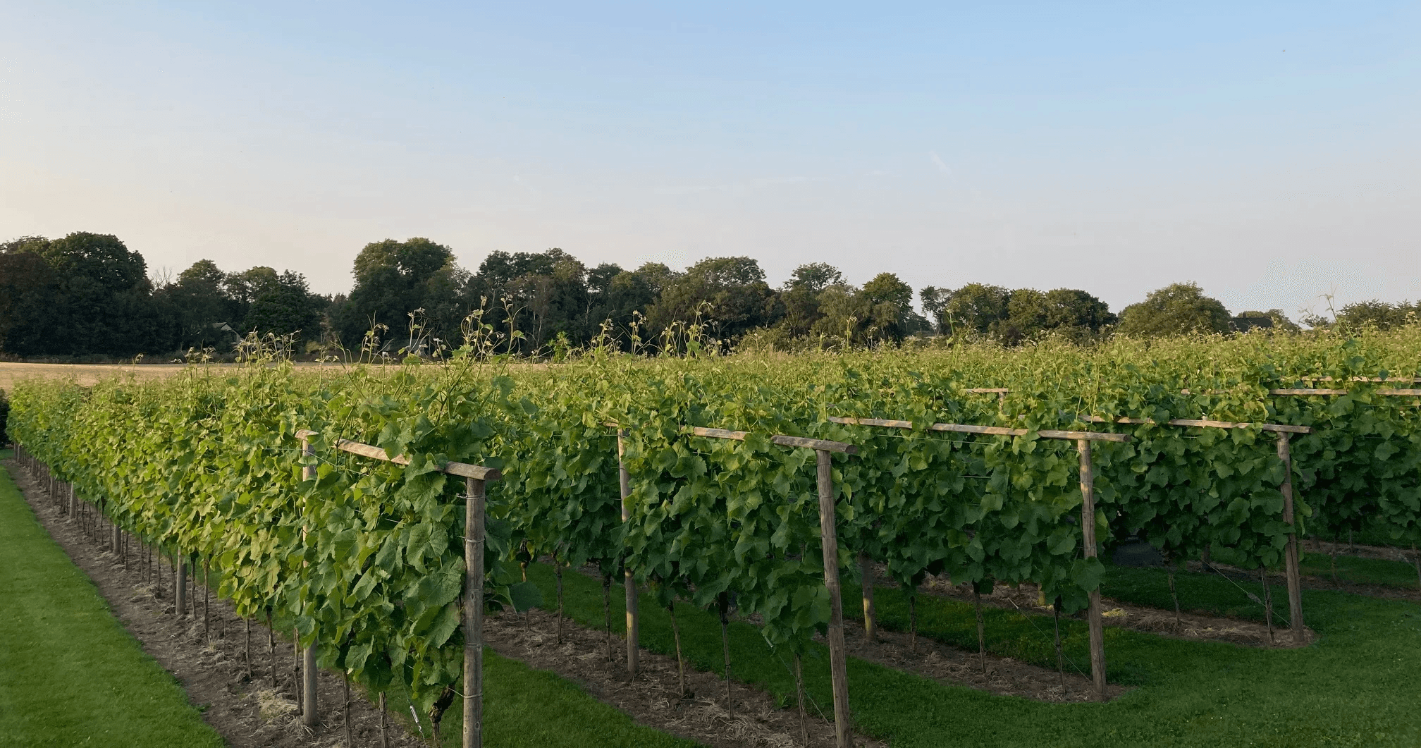 Elara Vineyard House: wine tastings in Saros' scenic vineyards