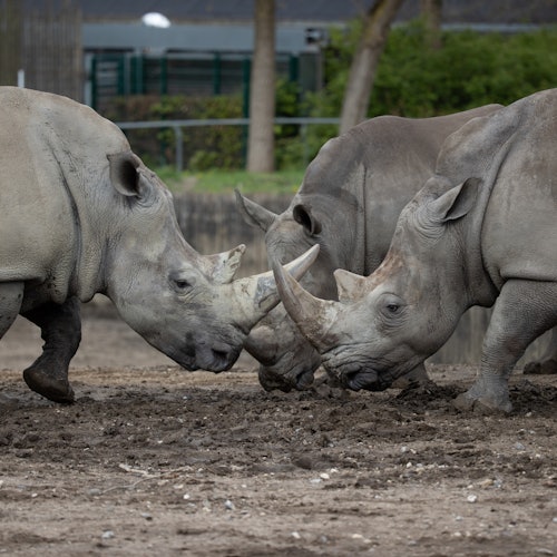København ZOO: Spring Køen Over Billetter i Frederiksberg
