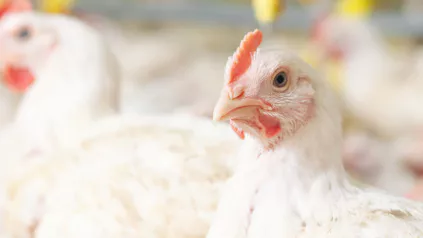 Broiler Feed
