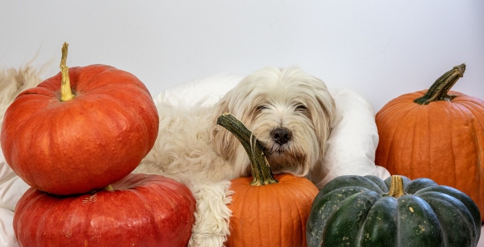 Perro calabaza 