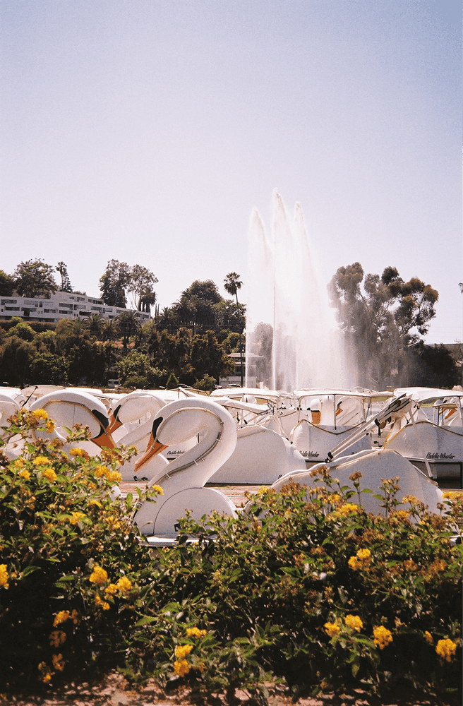 a faded film photo of the swan boats at echo park lake viewed from behind some bushes with yellow flowers