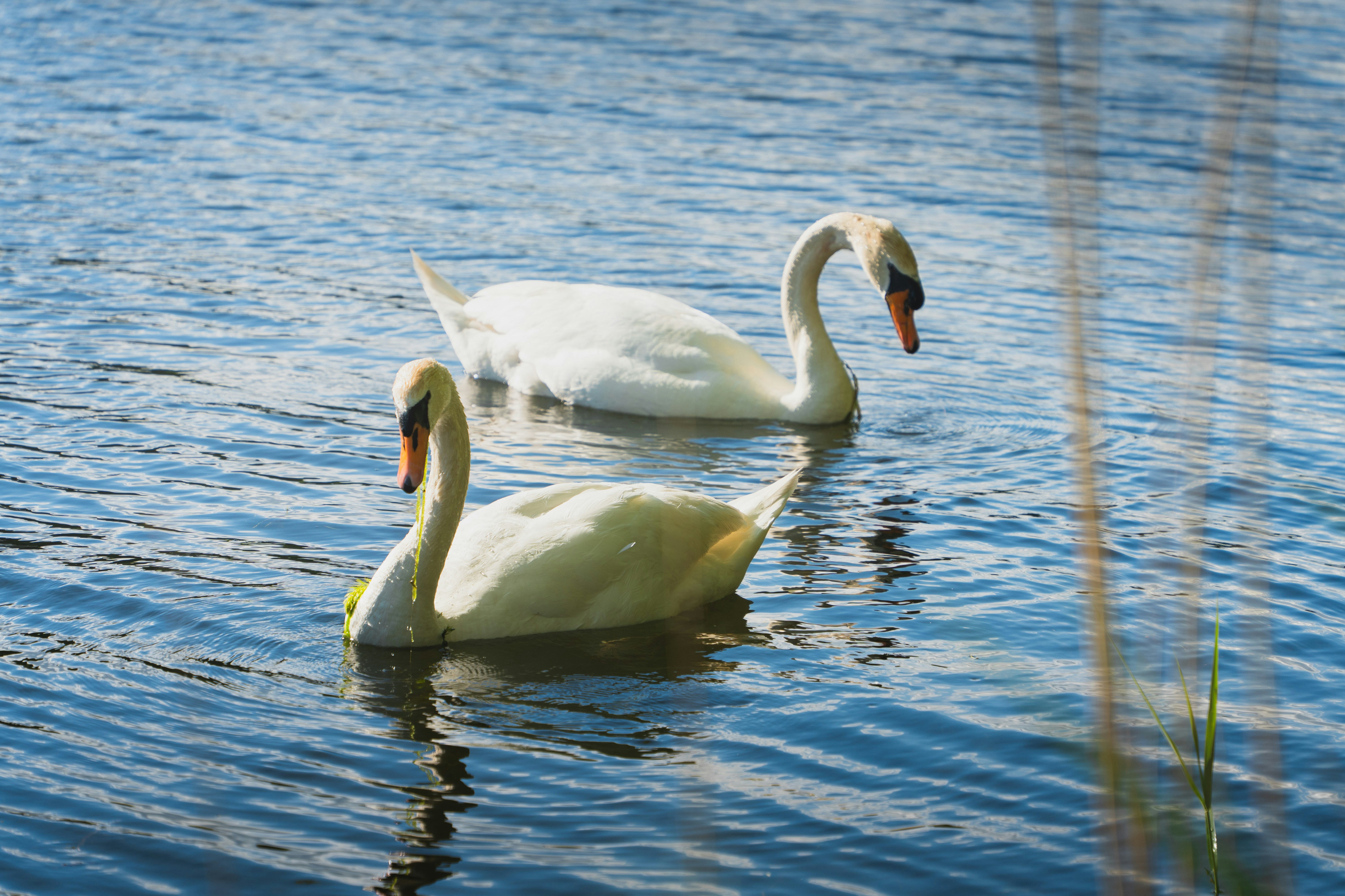 two white swans swimming in a body of water