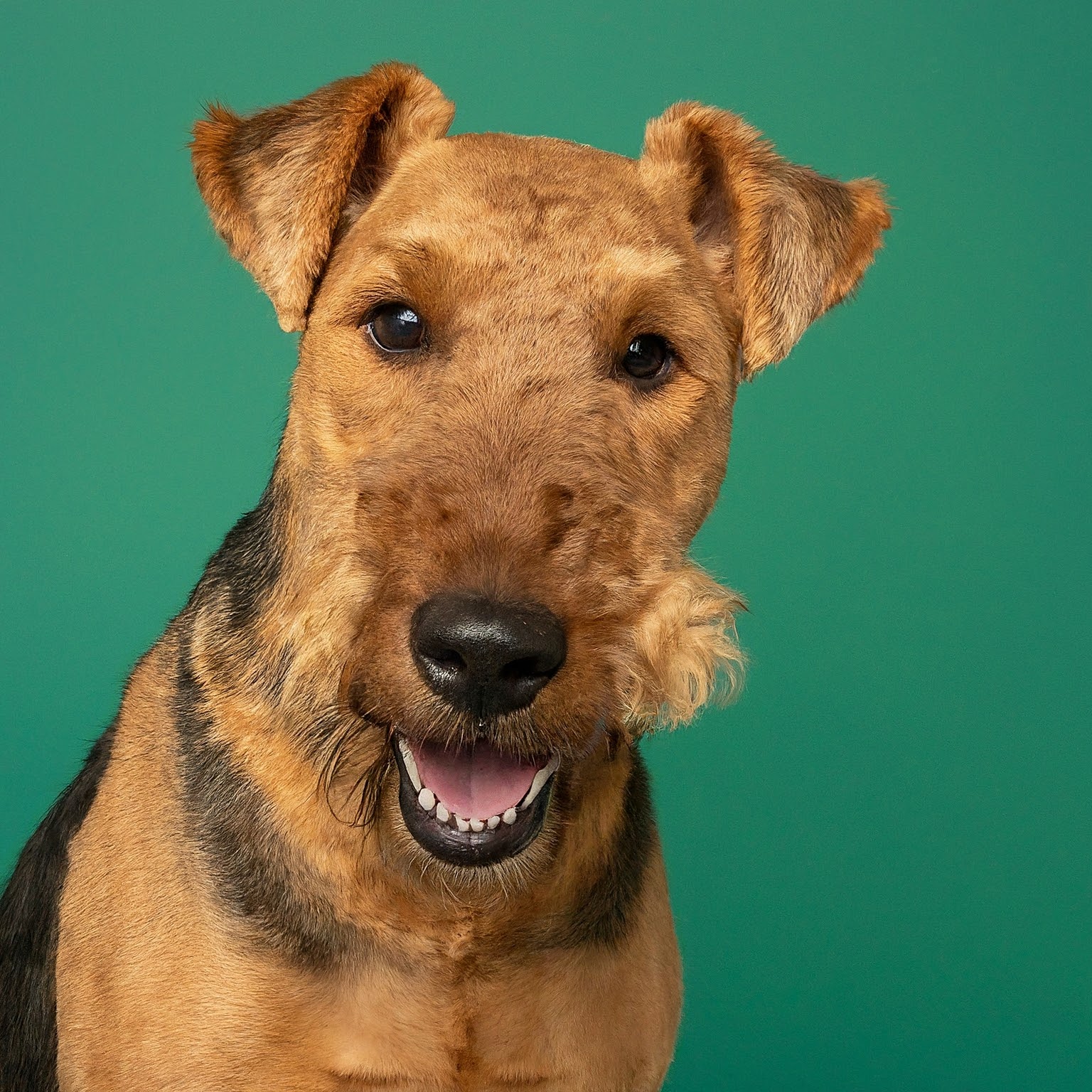 BUDDYUNO, Welsh Terrier