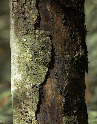 close shot of a tree