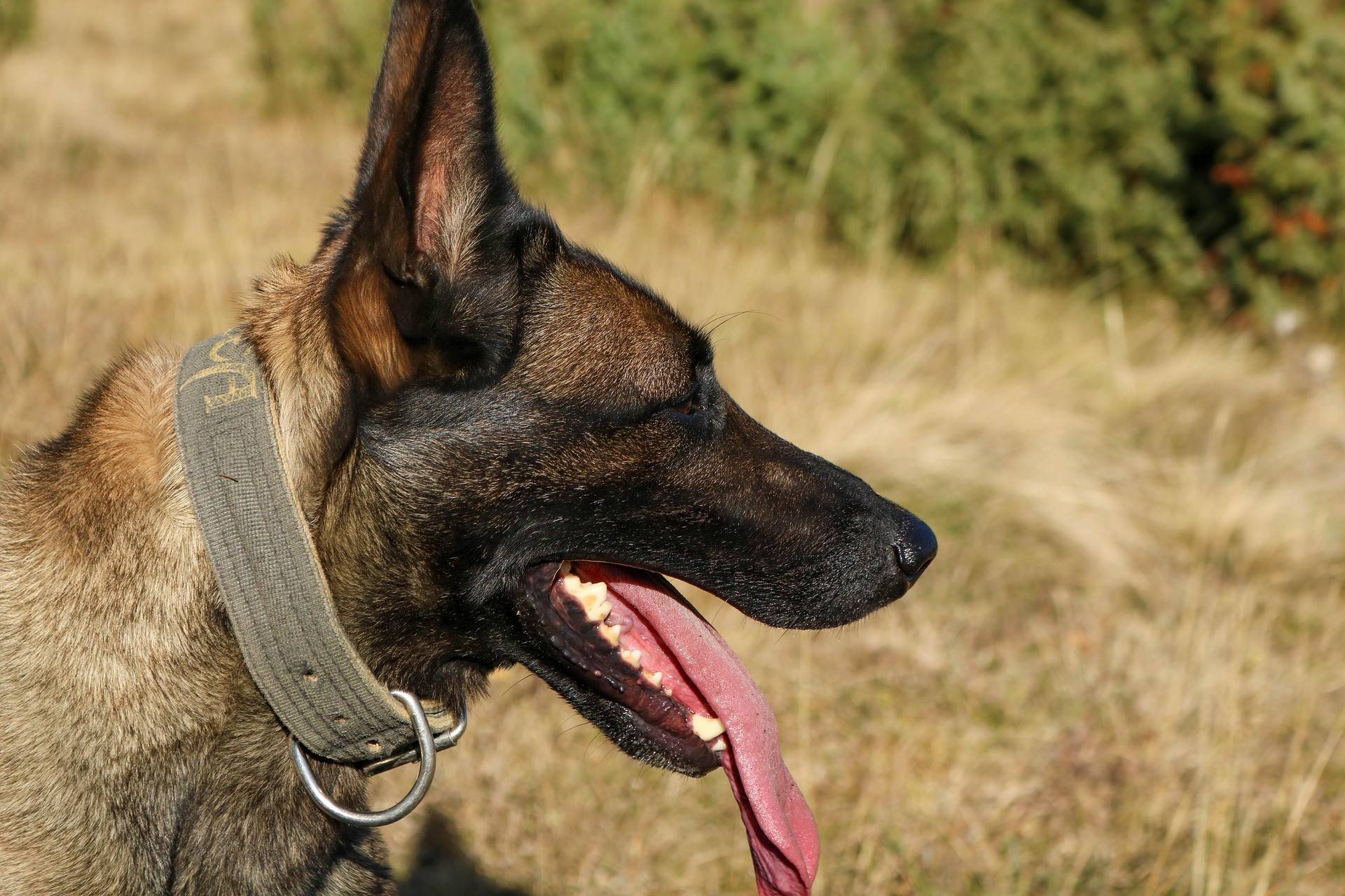 Belgian Malinois Physical Characteristics