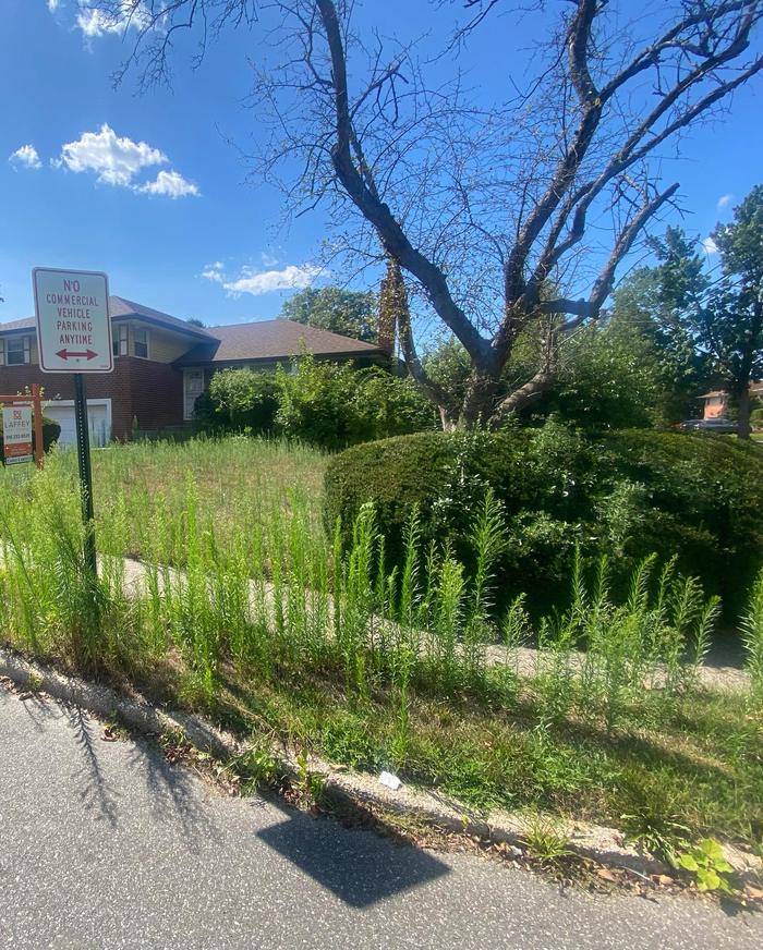 Before Topel Industries worked on it: corner lot, overgrown to cut