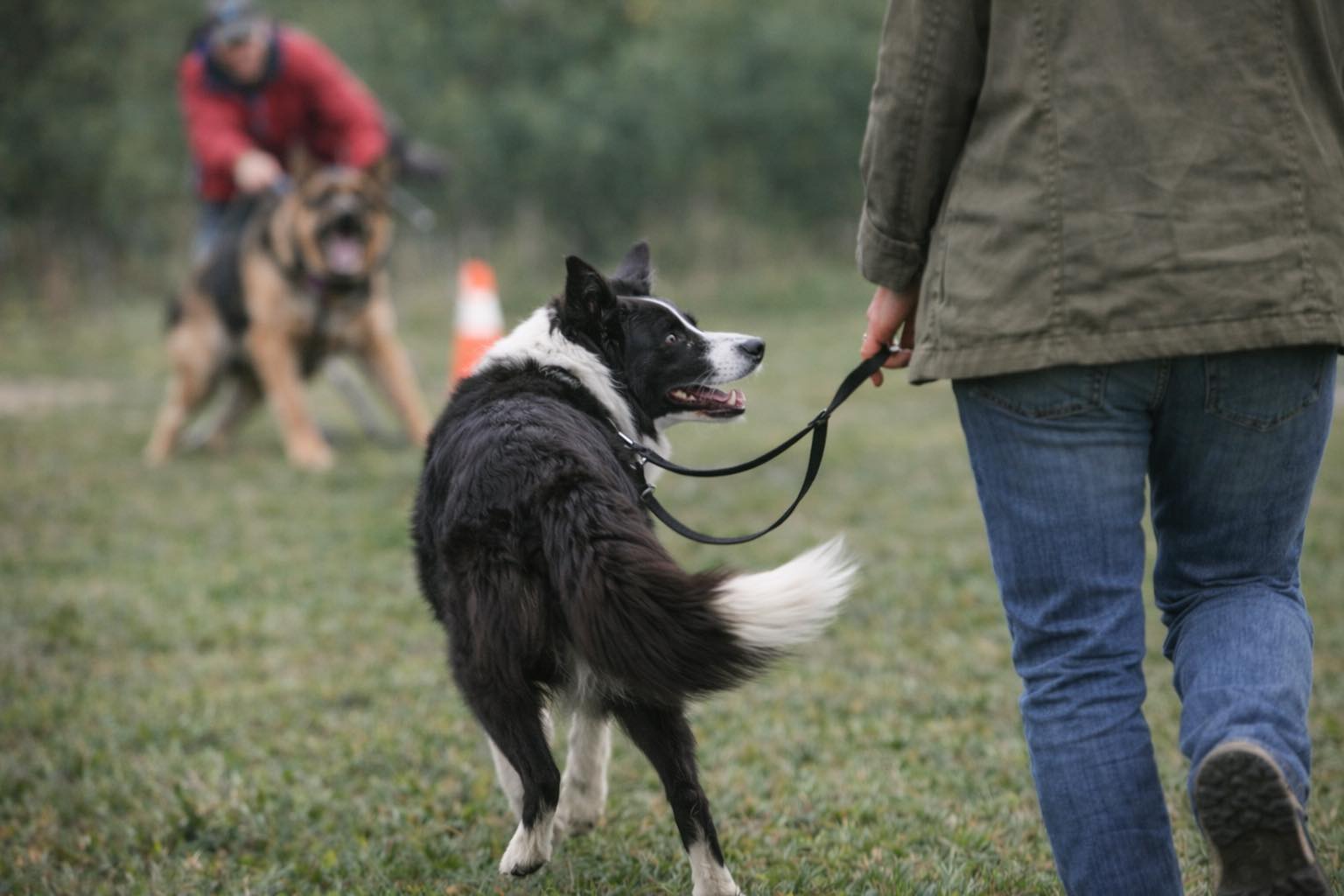 Dog disengaging from distractions