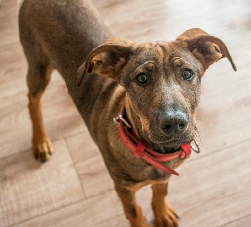 Mixed dog looking at camera