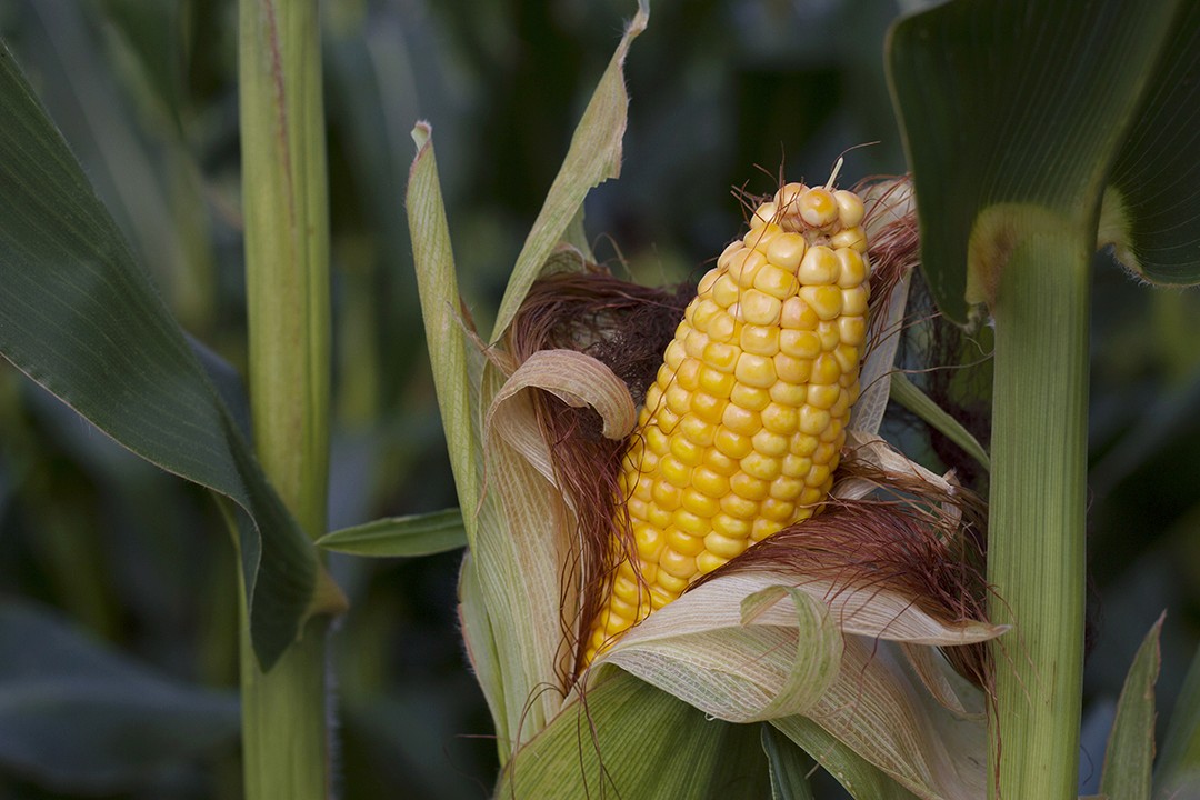 Close-up of a corn partially husked, showing bright yellow kernels and brown silk.