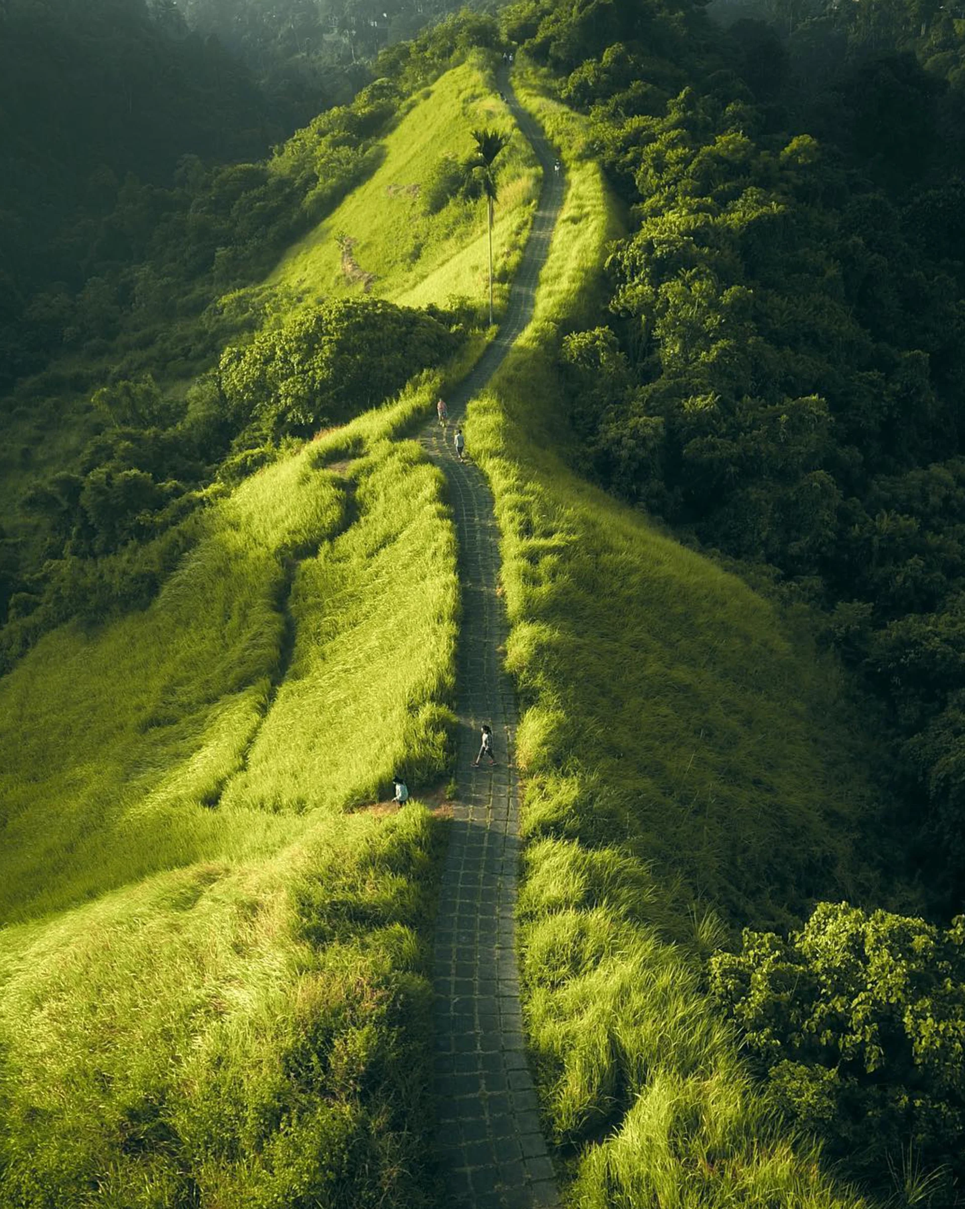 Natuur in Ubud, Bali
