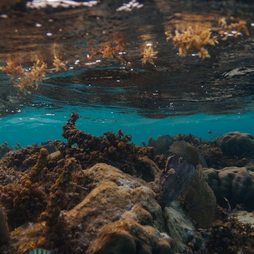 Scène sous-marine mettant en vedette des coraux, des algues et des rochers avec une eau turquoise claire et des reflets de soleil à la surface.
