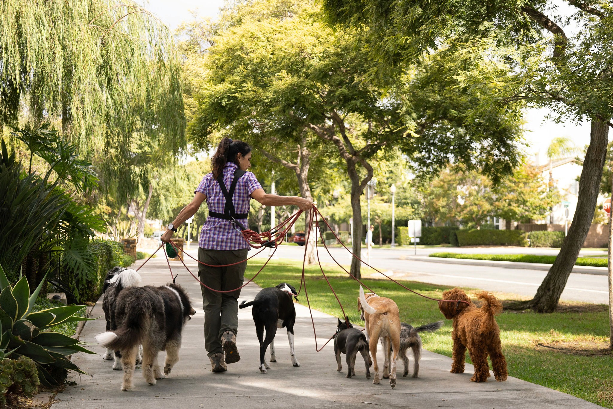Handler walking a group of dogs along a tree-lined path
