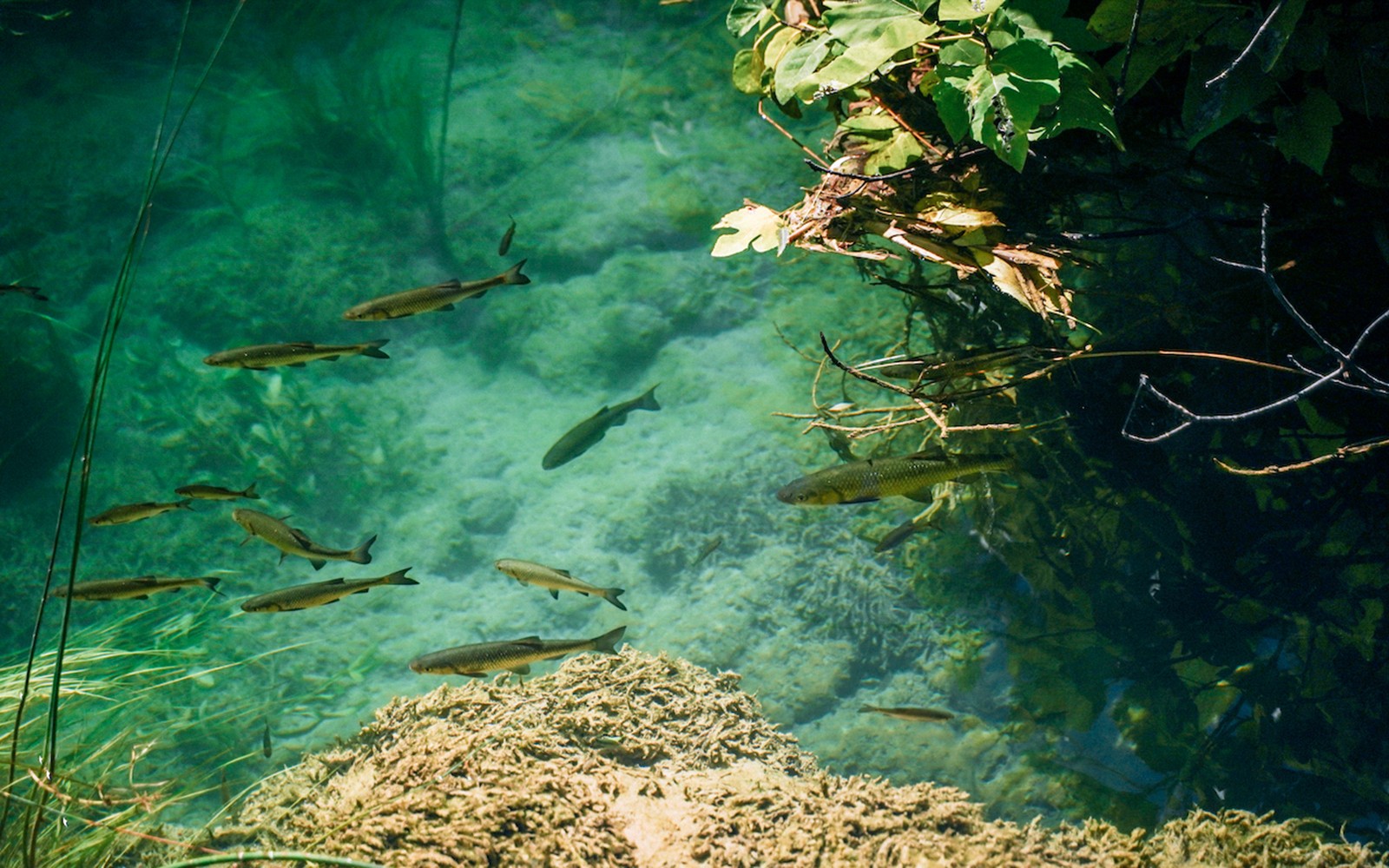 Peces nadando en las aguas claras del Parque Nacional Krka, Croacia.