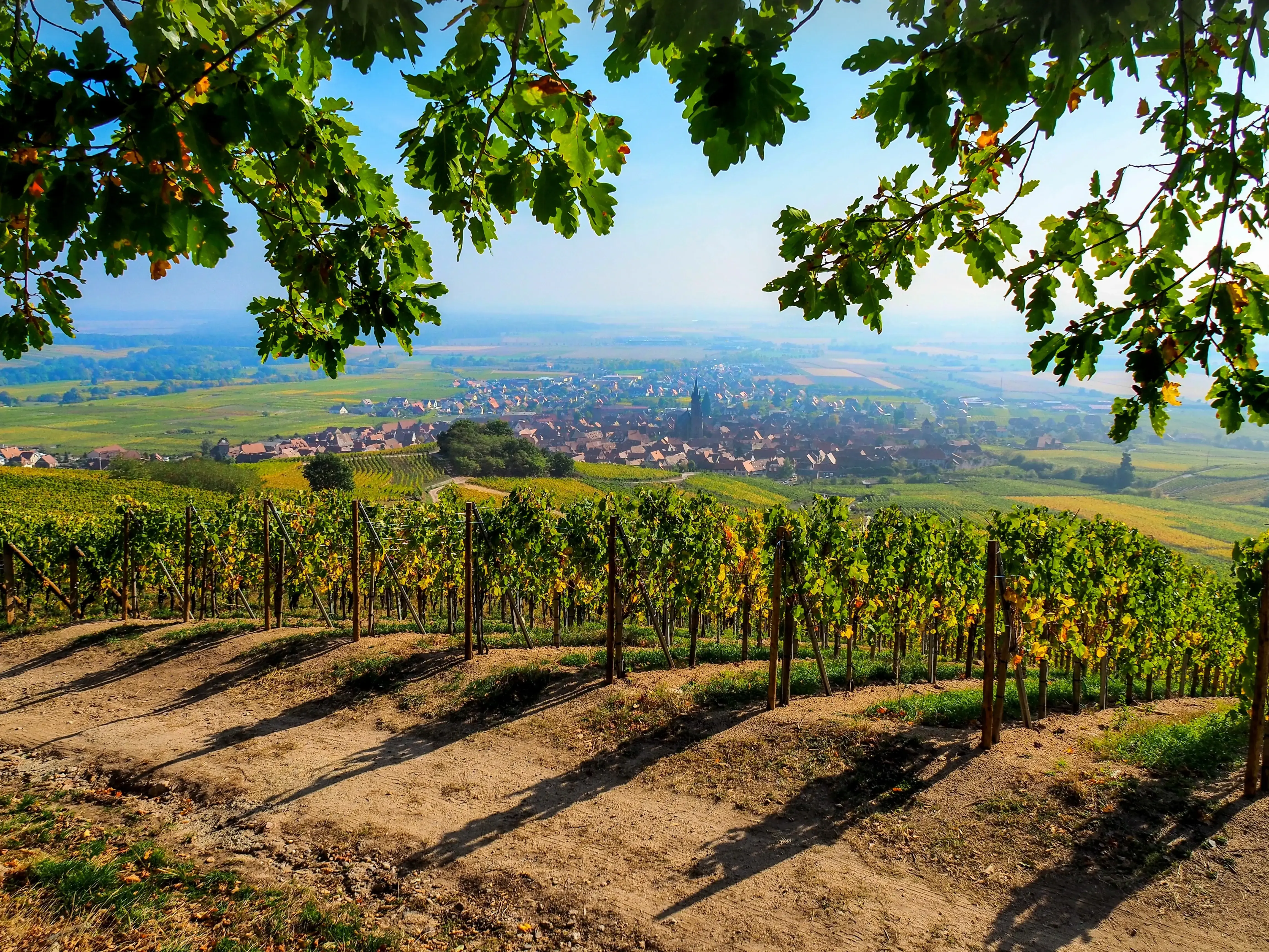 Vue sur le vignoble de Dambach-la-Ville depuis les hauteurs – Route des Vins d'Alsace