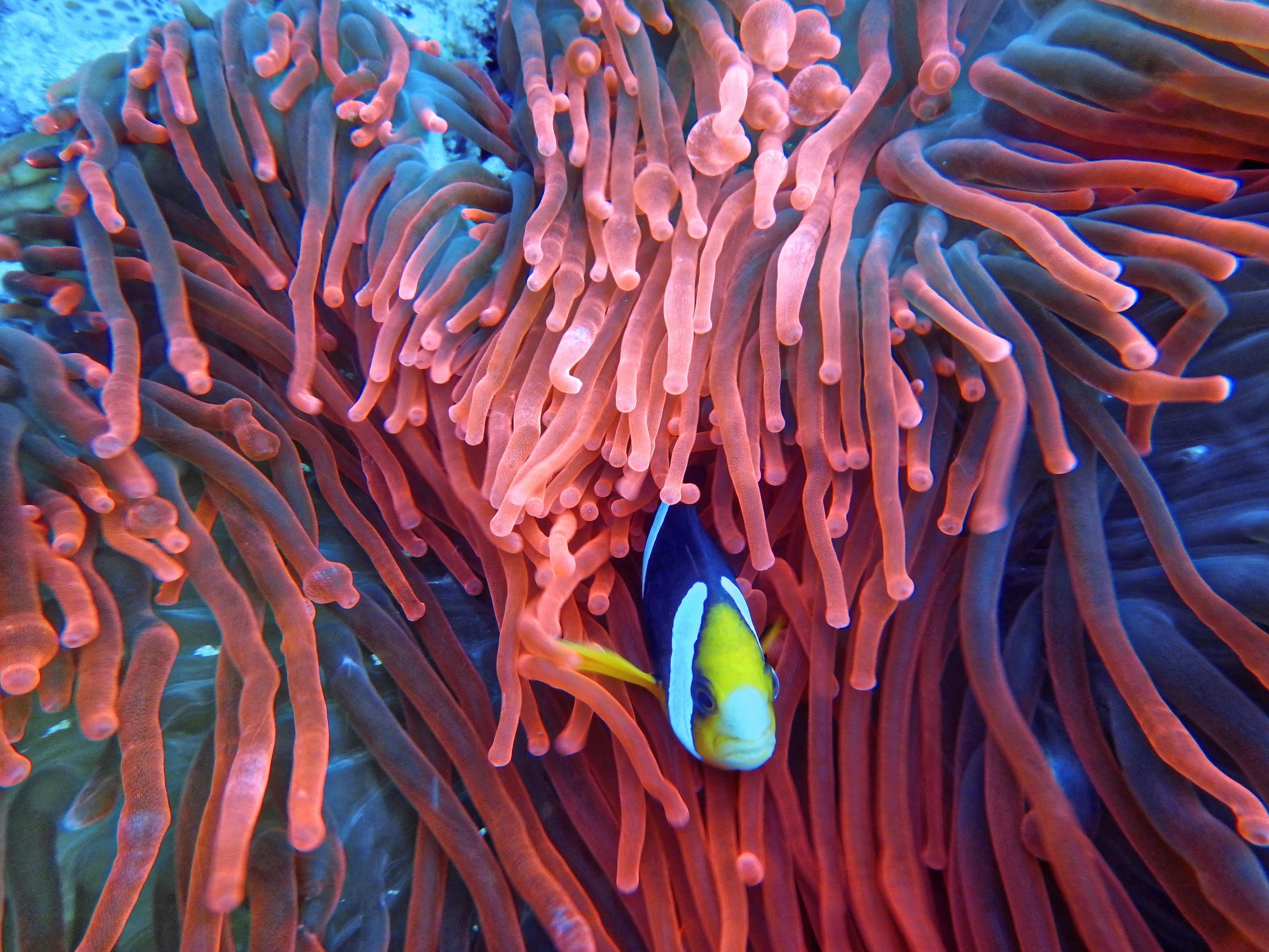 Fish In Coral Reef