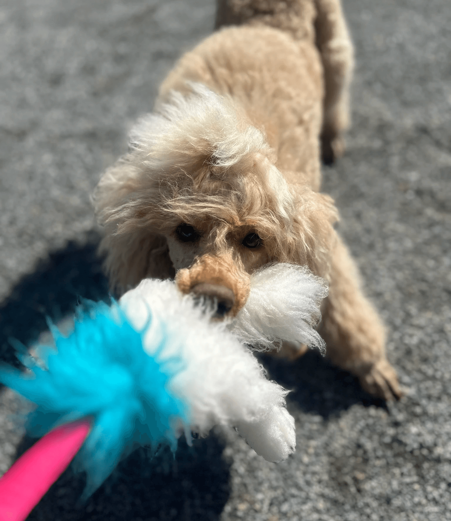 Hund ser i kamera mens hund leker med draleke