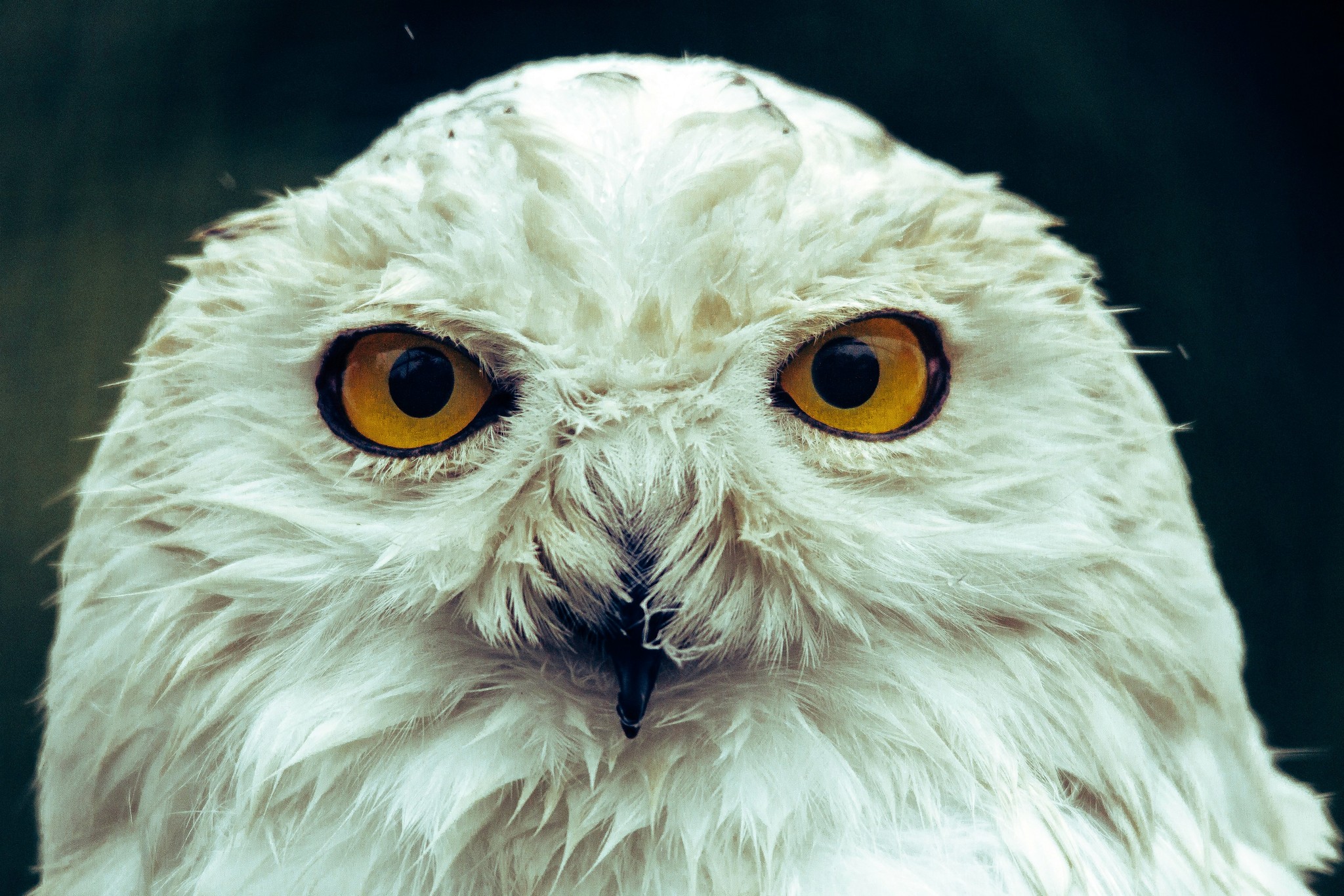 White owl close-up