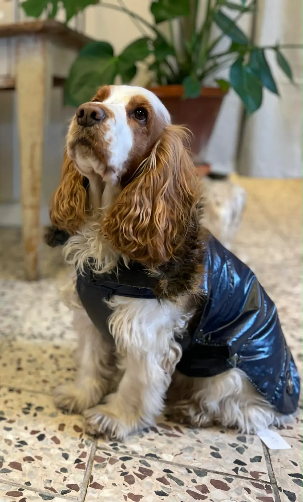 En hund sitteri butiken med utrustning från Tassa och Trava – Bättre begagnat