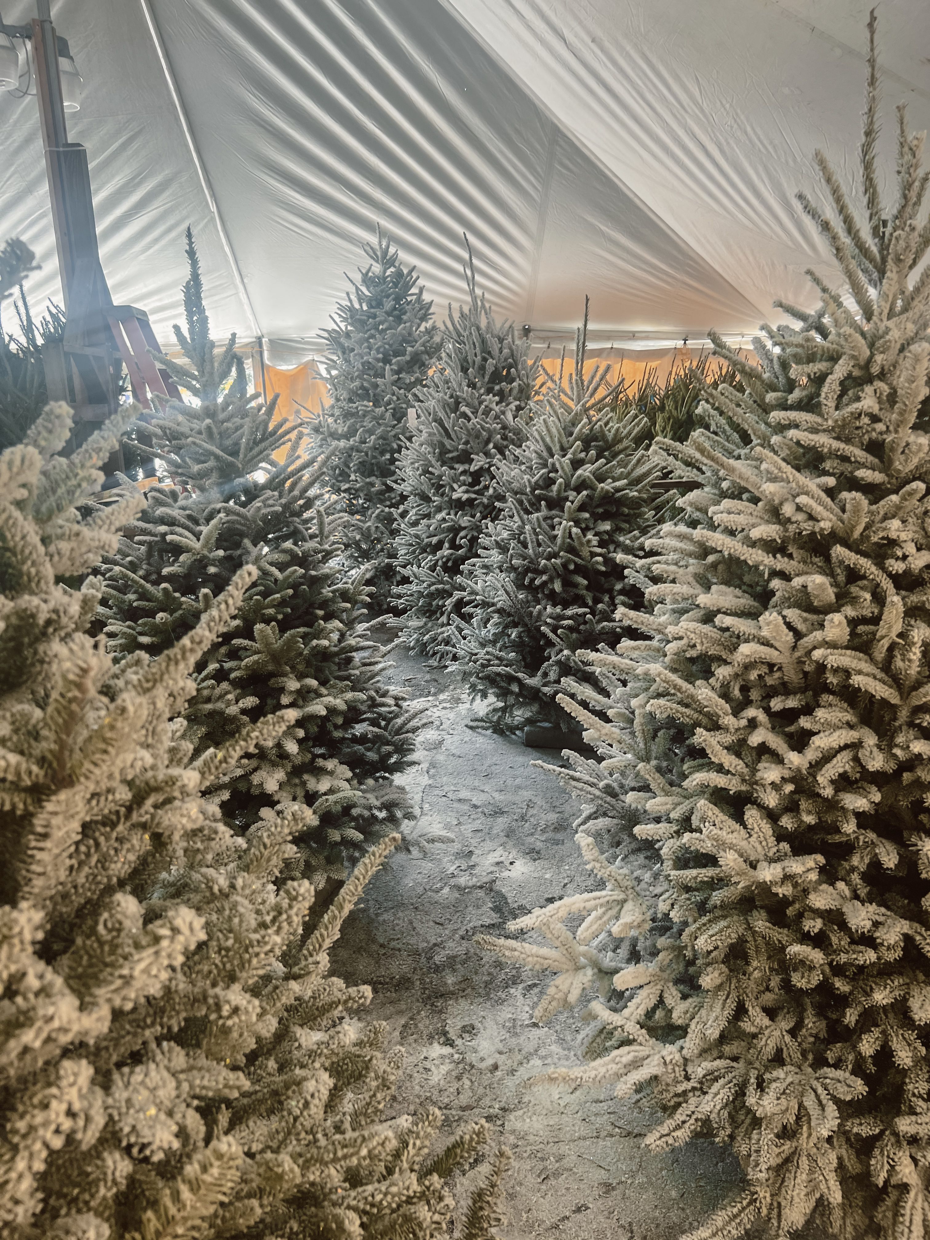 flocked christmas trees at the hodge podge tree lot