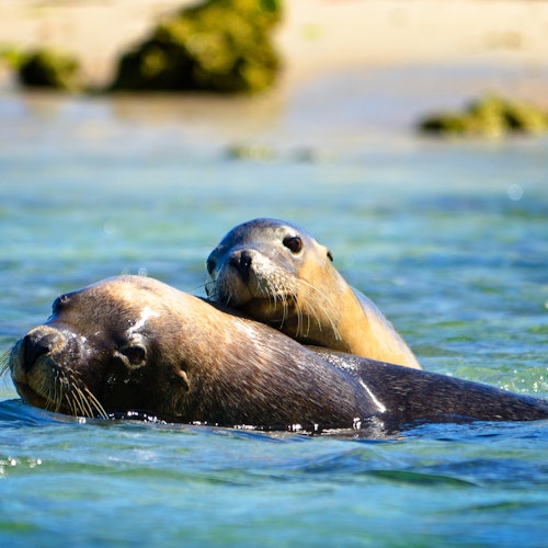 Australian Sea lions