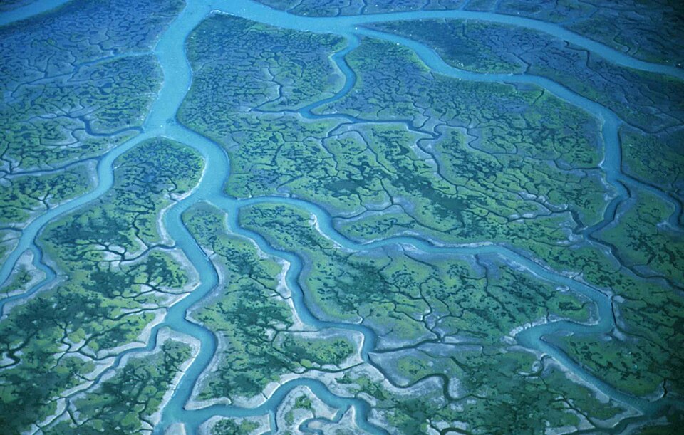 An aerial view of tidal wetlands at Humboldt Bay National Wildlife Refuge.