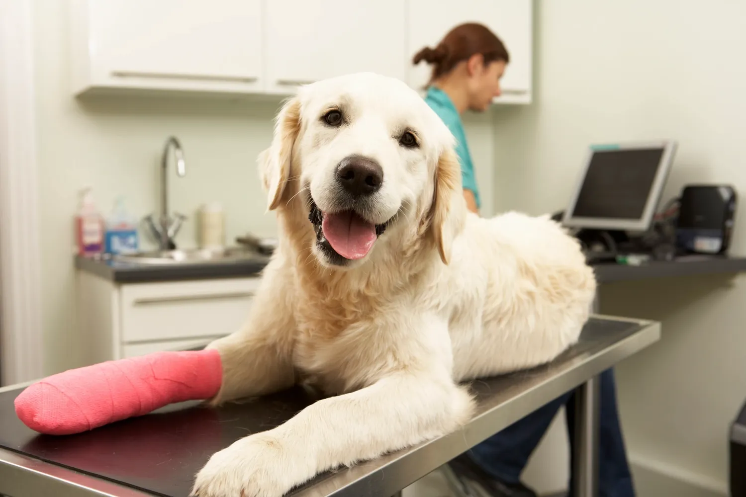 A happy dog recovers after a leg surgery