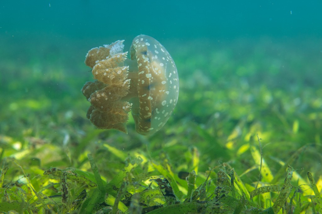 woman holding a phone and man looking at the phone. both are smiling