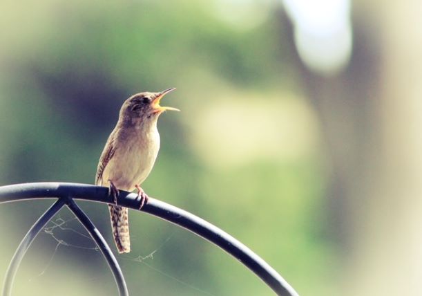 house wren singing