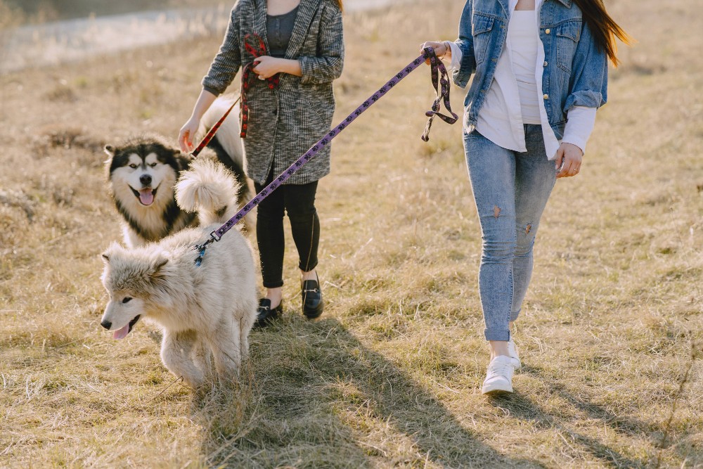 dog-walking-image