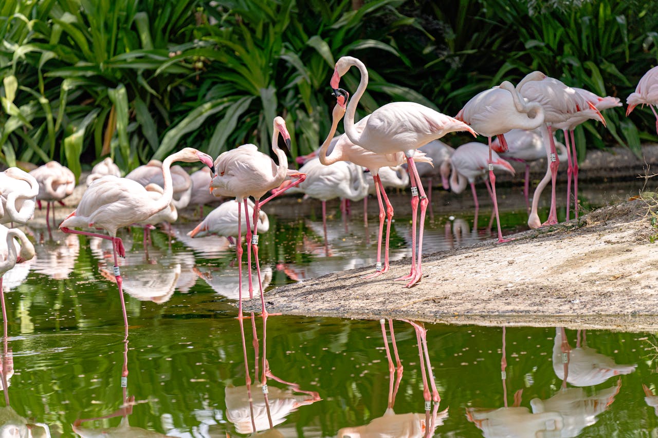Pink flamingos are seen staying by the water, with greenery in the background.
