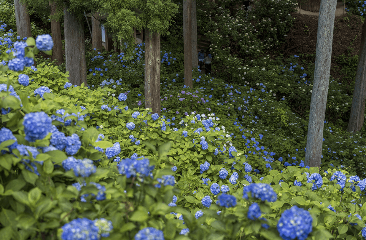Blue hydrangeas in Korinji Temple