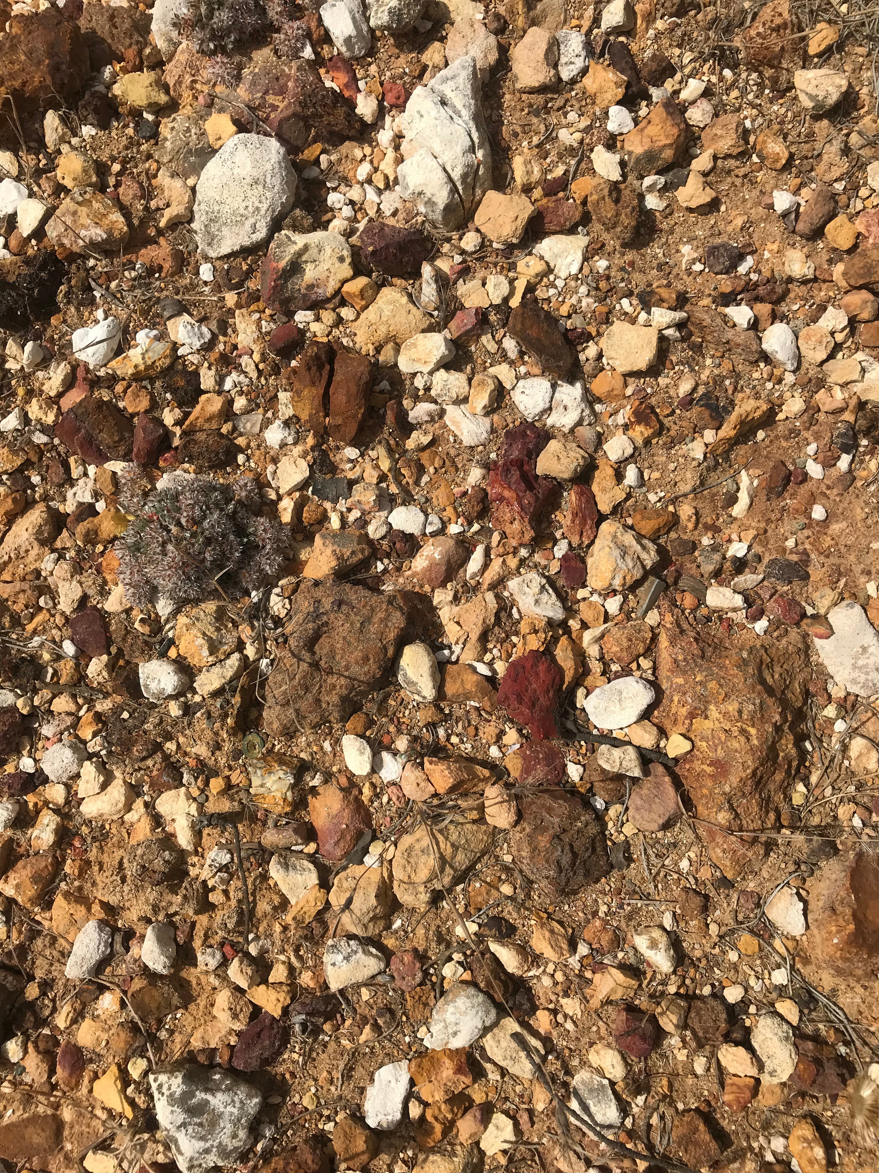Close-up of a tree stump showing growth rings and a textured brown wood surface.
